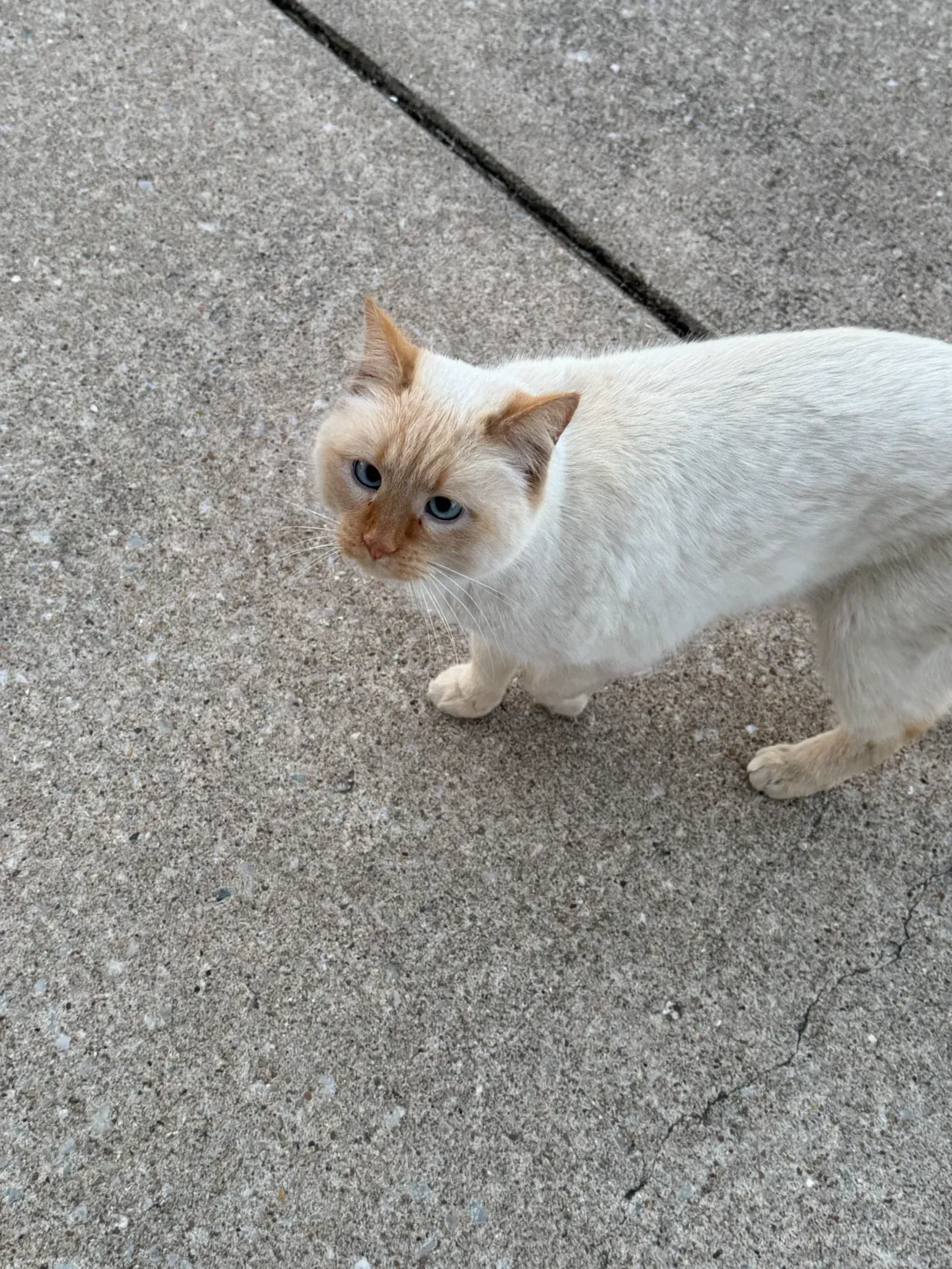 Frosty the cat