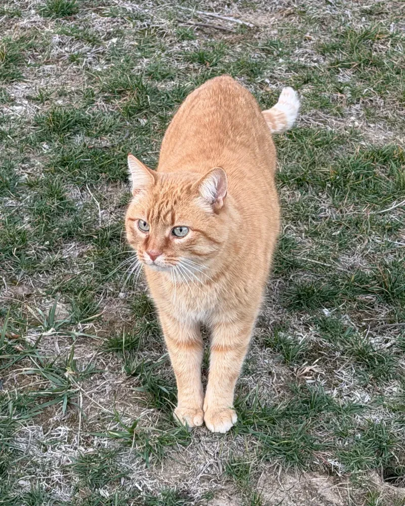 Hunter the cat