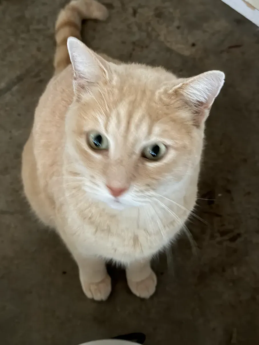 Puffy the cat