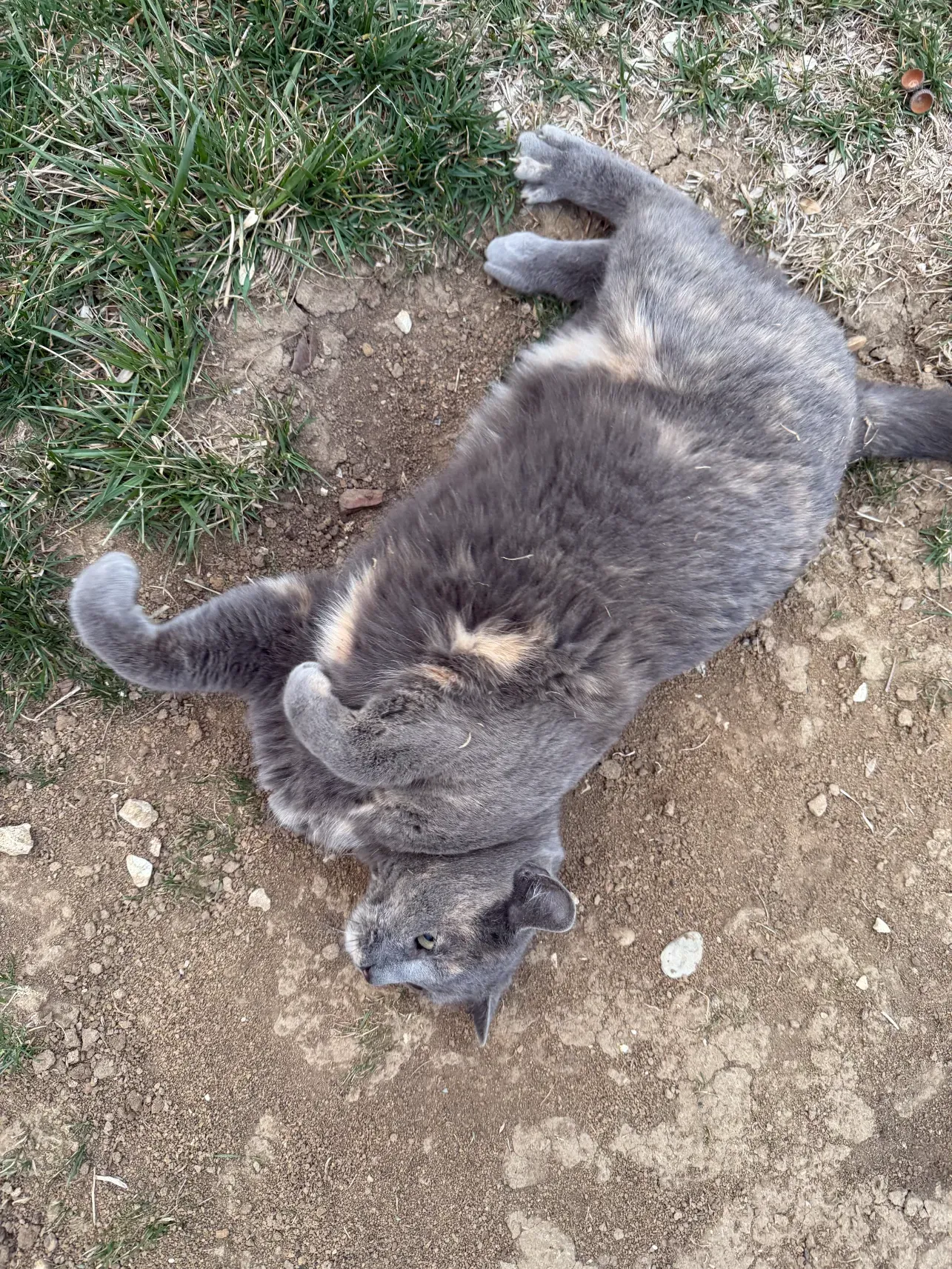 Shadow the cat