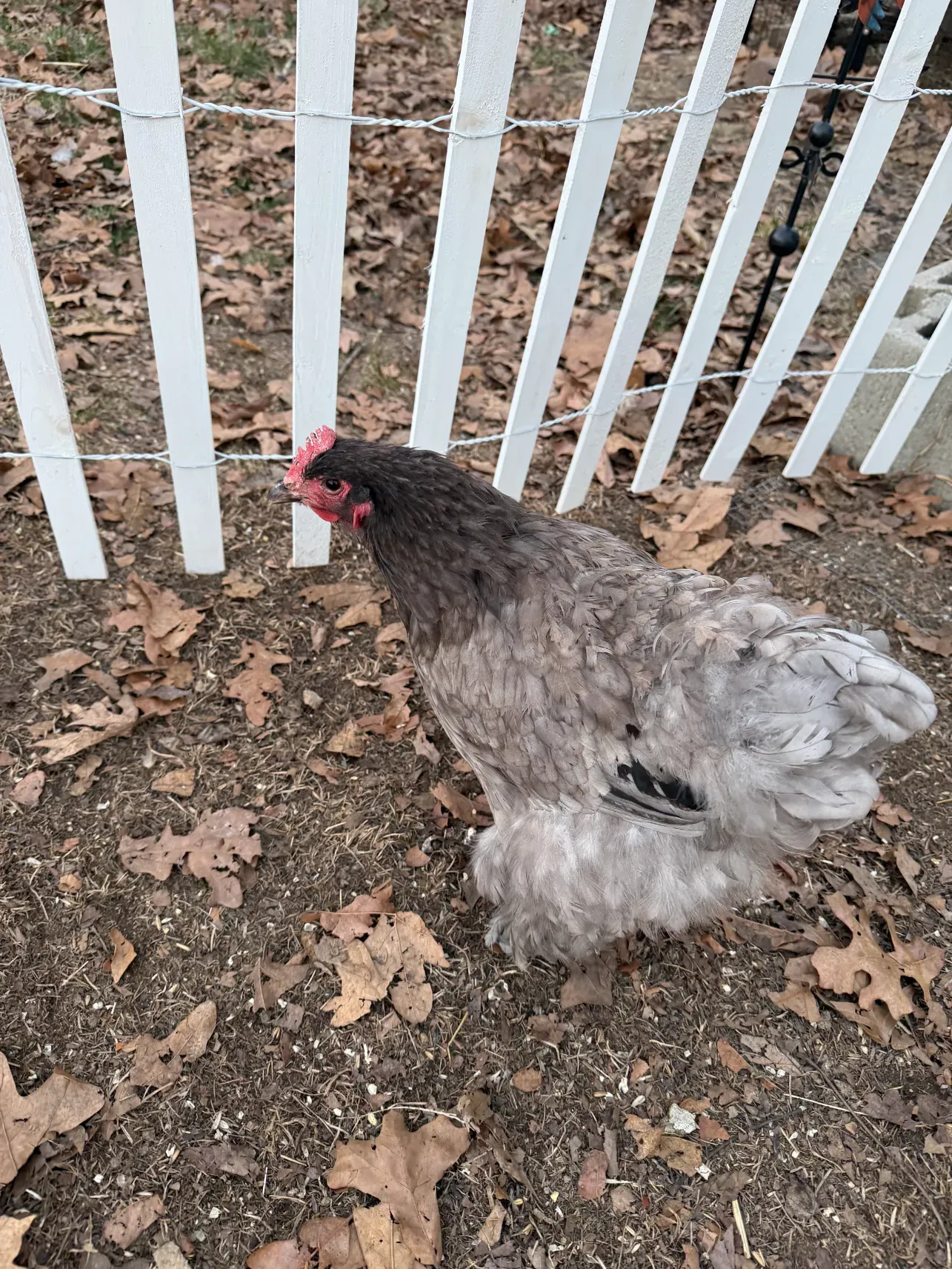Gertrude the chicken