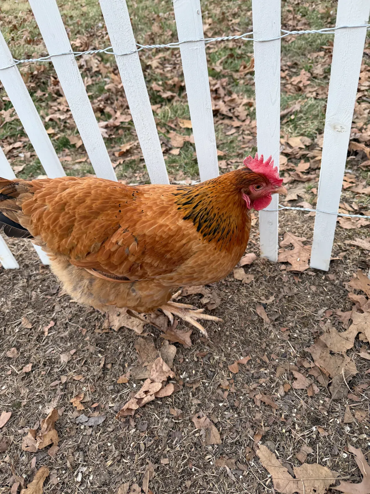 Ginger the chicken