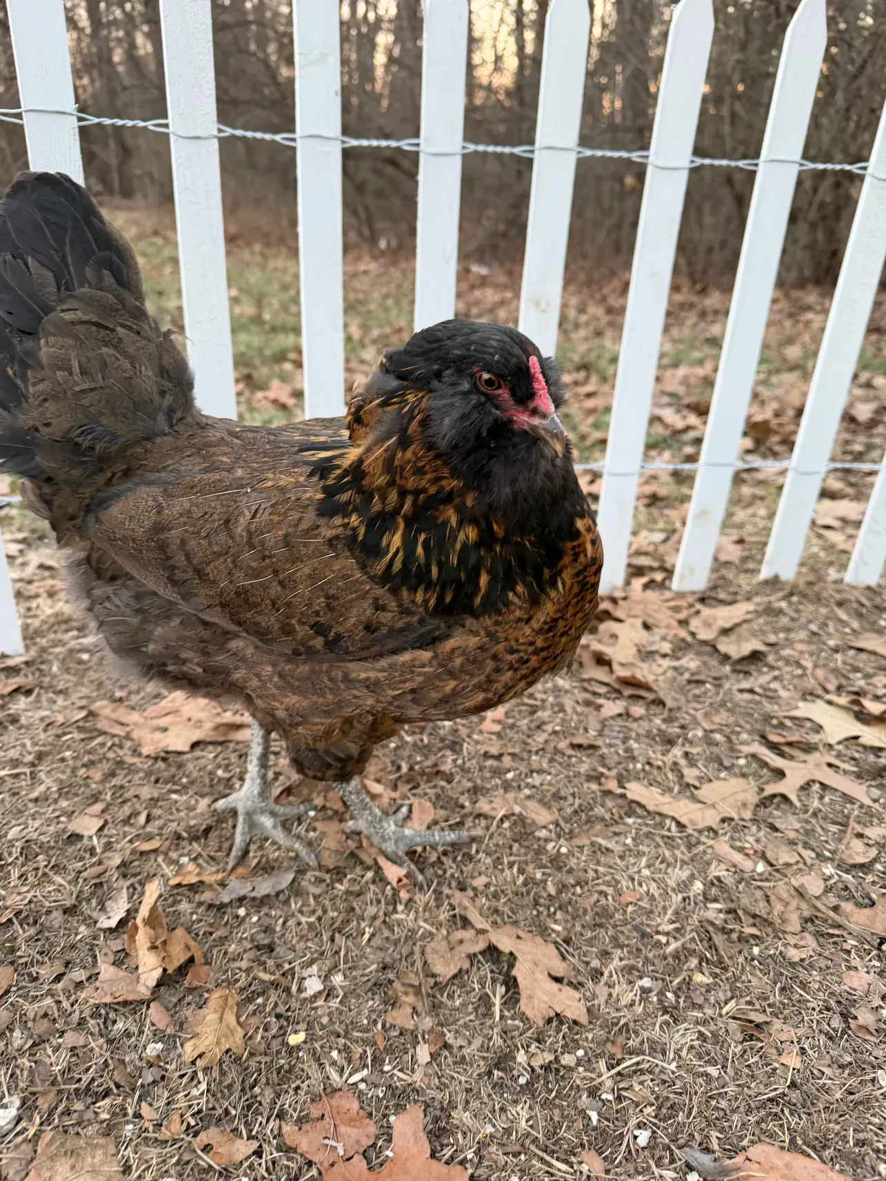 Linda the chicken