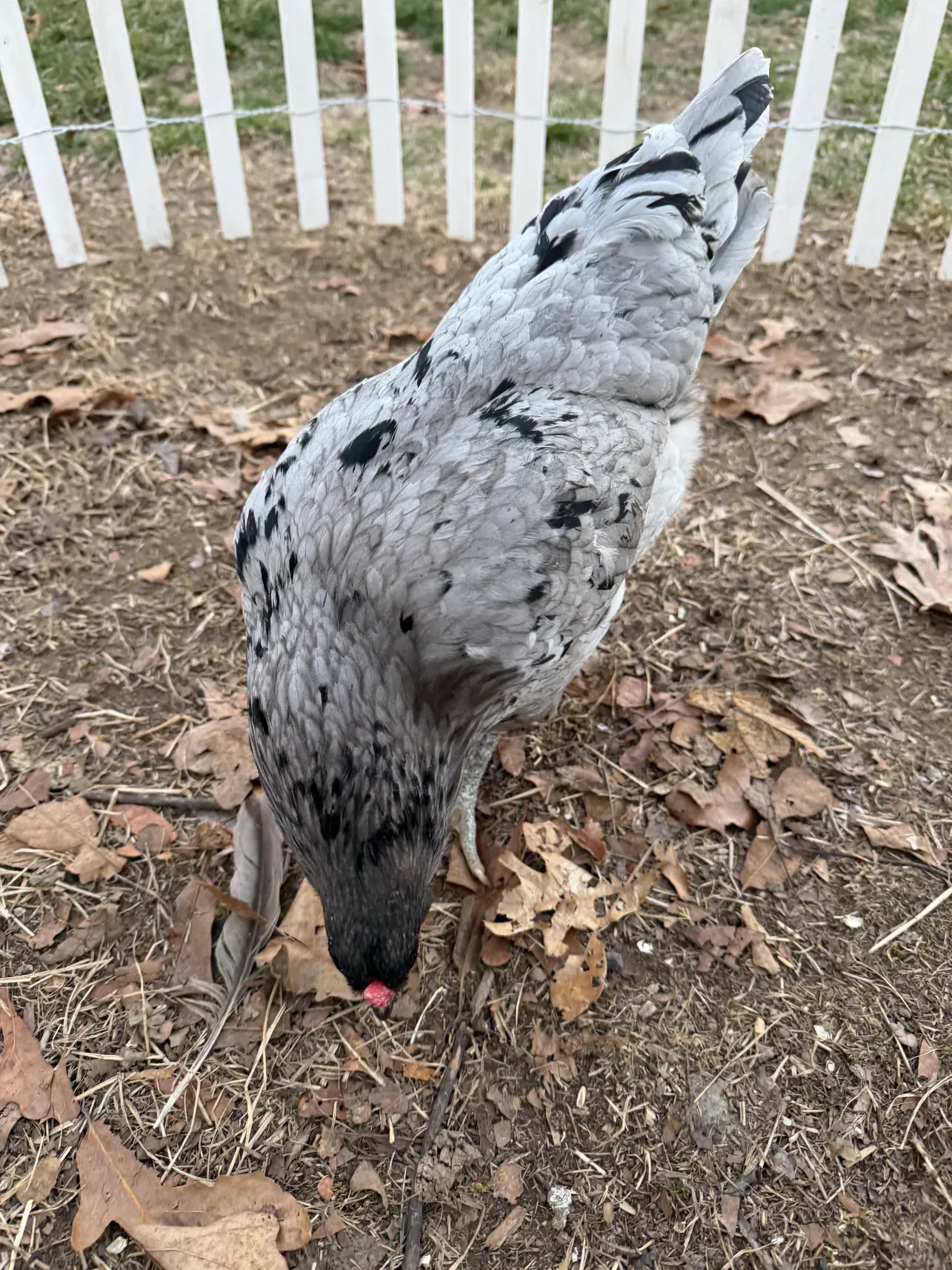 Lisa the chicken