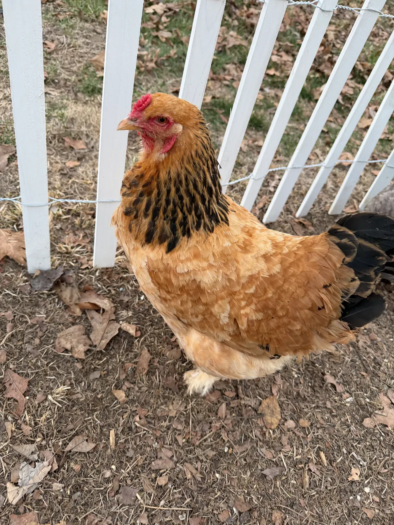 Marge the chicken