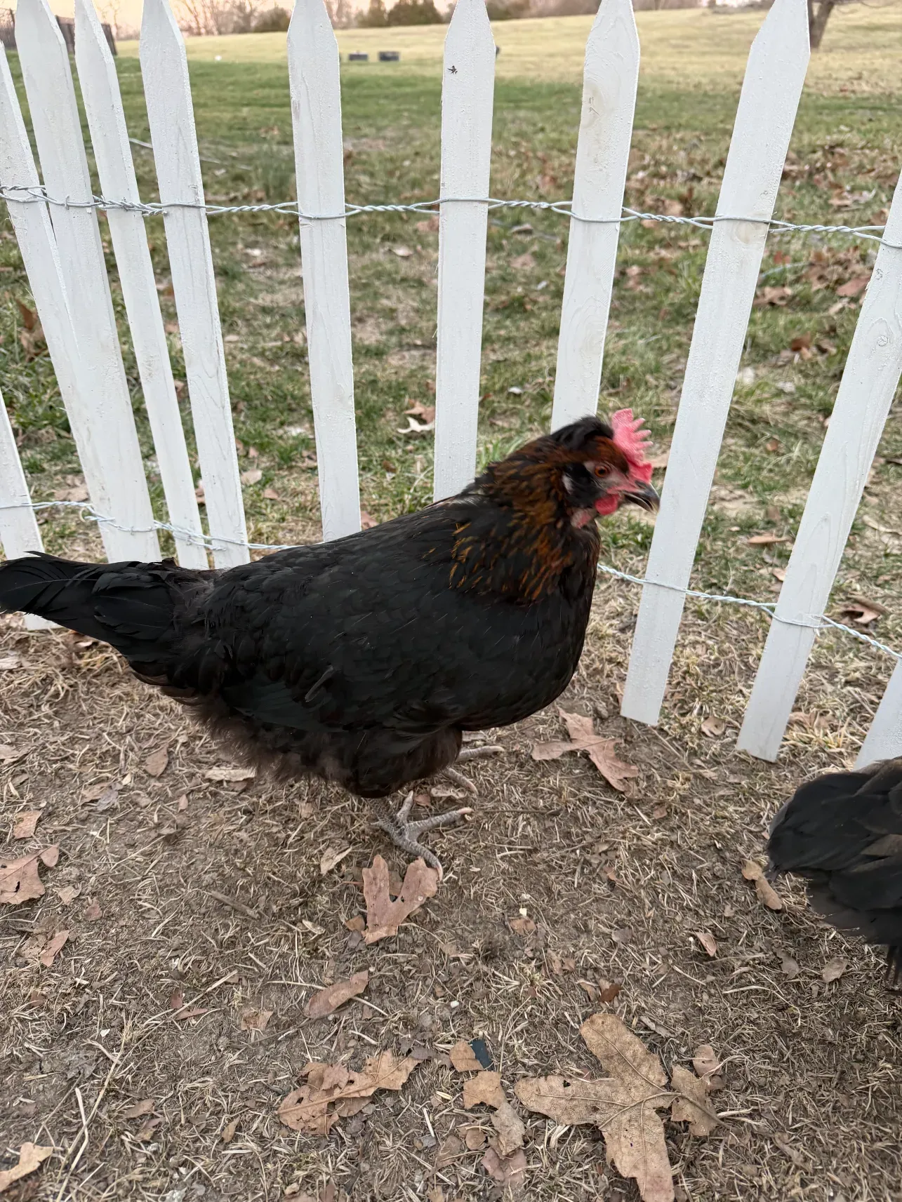 Raven the chicken