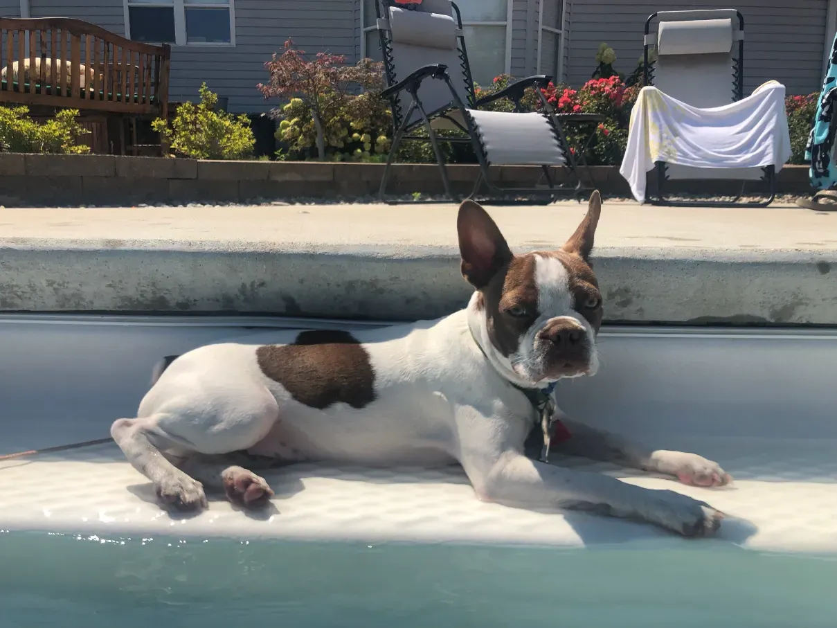 Striker the dog