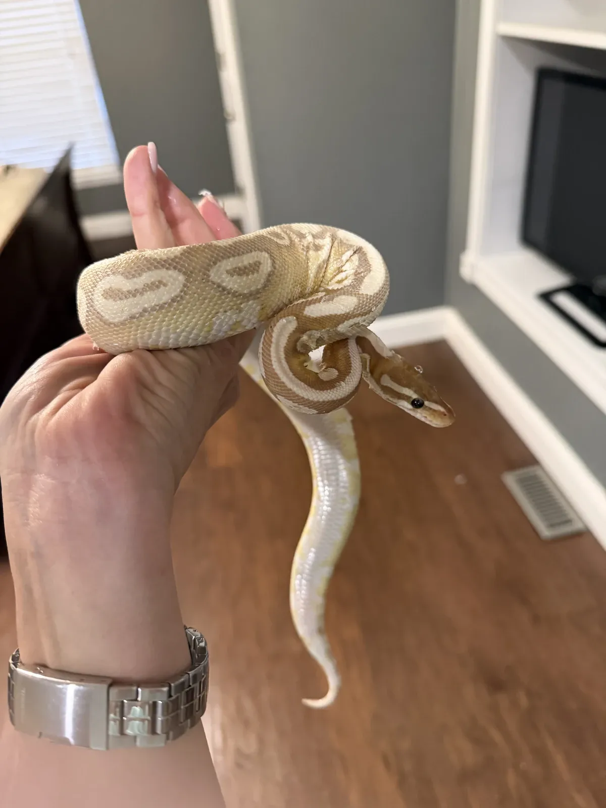 Elvis the snake