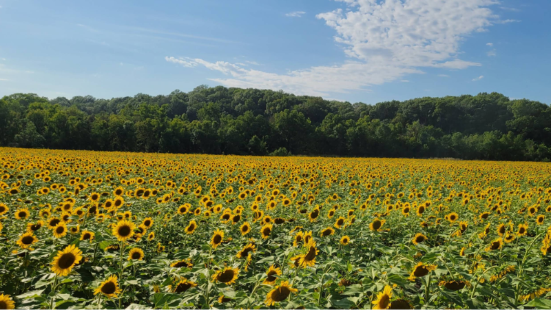 Sunflower fields located at 6690 Highway 94, St Charles, MO 63304